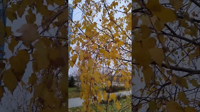 Березка примерила золотые сережки смотреть онлайн