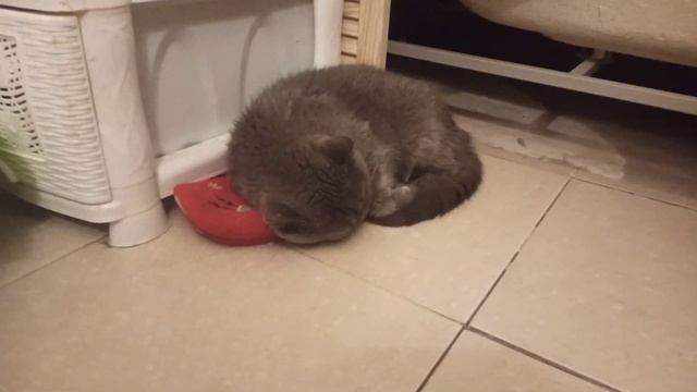 Кошке Ксюше (британке) очень нужна семья смотреть онлайн