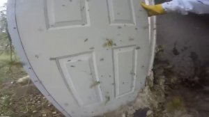 Massive Hornet Nest Removal