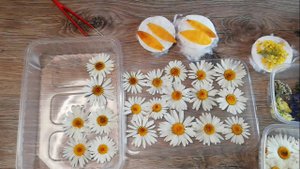Как высушить ромашки в ватных дисках