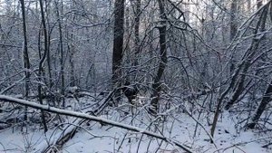 Охота на куницу с лайкой . На охоту , по снежку .