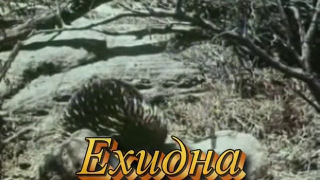 видеофрагмент к уроку по Австралии смотреть онлайн