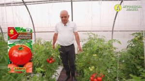 НИЗКОРОСЛЫЕ ТОМАТЫ. Сорт для открытого грунта!