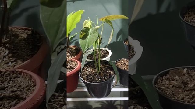 Rachmat Bromelia, Philodenron Melanochrysum Melano September 10, 2020 смотреть онлайн