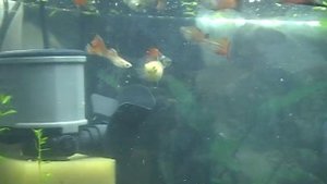 Гуппи, брачные игры