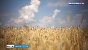 В Башкирии стартовала уборочная кампания-2024