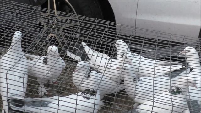 Сельские голуби. 28 11 2021г часть 4 птичий рынок, г Кропоткин ярмарка голубей декоративных птиц.