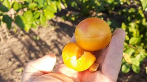 Алыча "Румяная зорька"