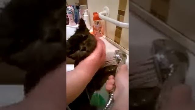 Купание персидского кота смотреть онлайн