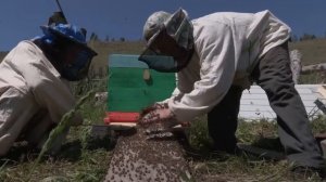 Пчеловодство в Алтаи .