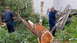 СПИЛ ДЕРЕВЬЕВ +7(905)602-48-88