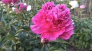 Пион Памяти Голубинской