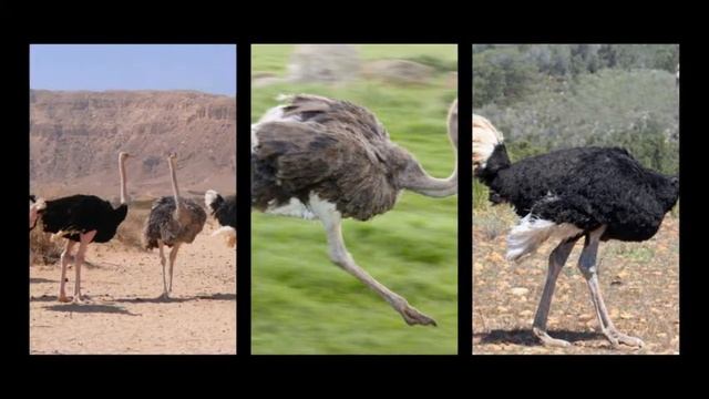 Все что известно о страусах смотреть онлайн