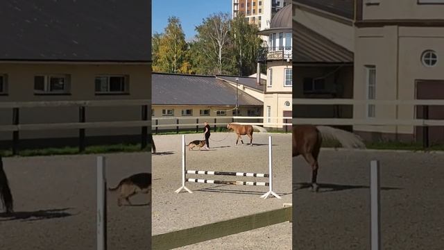 ?Horse &Лошади# Овчарки@Школа*Училка