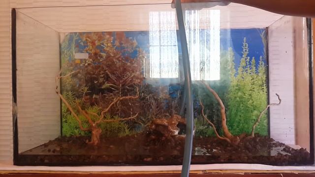 Запуск Аквариума , 75 литров / The Launch Of The Aquarium / DIY смотреть онлайн