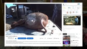 БРАК - поросенок с одним яйцом