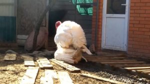 БИГ-6 как они это делают .Самки БИГ-6,самец белый широкогрудый.