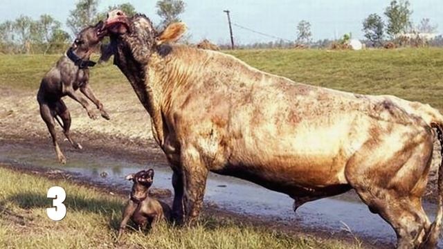 5 САМЫХ ОПАСНЫХ СОБАК В МИРЕ