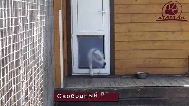 Гостиница для собак КЦ "Атаман"
АРХИВНОЕ ВИДЕО 2020 г.