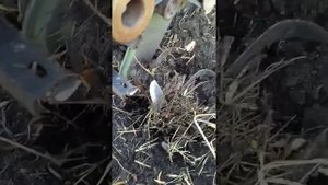 Вспашка мотоблоком Кротофф целины, фрезы