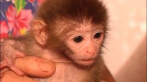 обезьянe повезло