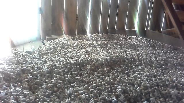 Как продать чеснок. How to sell garlic