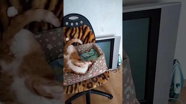 чем бы котяшка не тешилась, лишь бы не мяукала