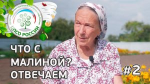 #2 ЧТО С МАЛИНОЙ??? ВИРУС ИЗРАСТАНИЯ МАЛИНЫ.