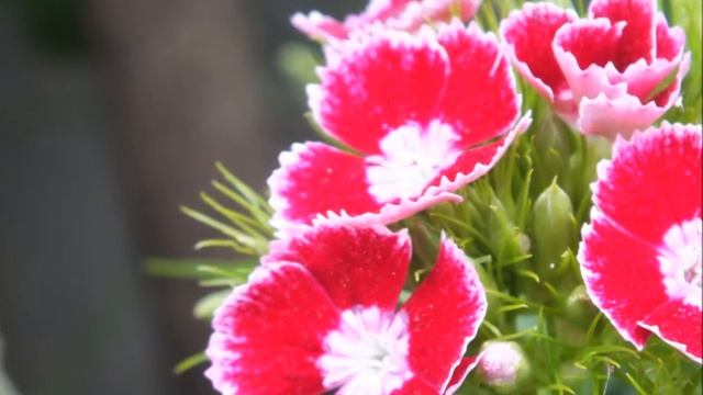 Fujifilm FinePix HS25EXR | Photo Test | Jack Mills смотреть онлайн