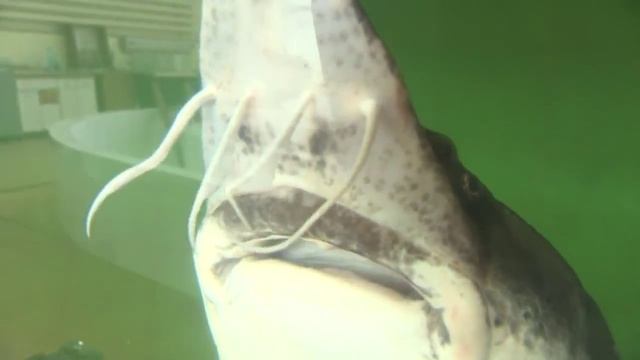 Ярославские путешествия Рыбинское море смотреть онлайн