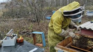 Пчеловодство.Пересадка пчёл в середине ноября в улей для зимовки на воле. #пчеловодство #пчёлы