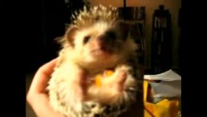 Песня храброго ёжика ? ? ?