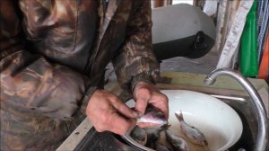 Сорога самая лучшая рыба для засолки