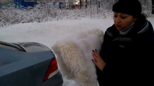Меховые накидки из натуральной овчины на сиденье авто от интернет-магазина АВТОКРАСОТКА