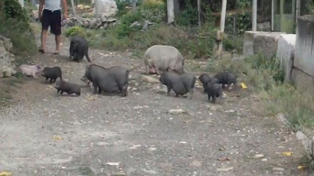 А вот и хозяин поросят появился :) смотреть онлайн
