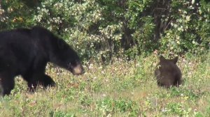 Правила поведения при встрече с медведем🐻