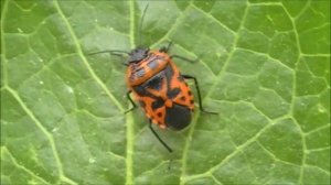 #Вредители  Клоп капустный и интересные факты о нем