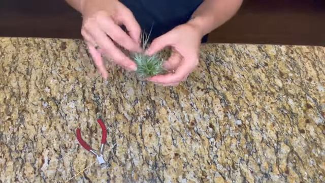 How to Hang an Air Plant clump смотреть онлайн