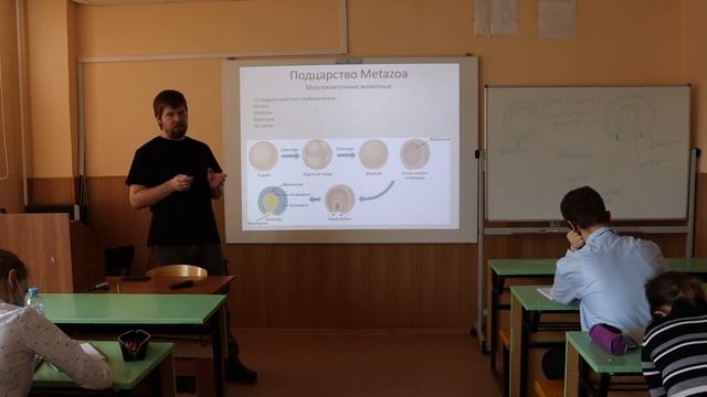Зоология беспозвоночных 5 Губки