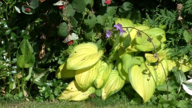 ОСЕННЯЯ ПОСАДКА ЛУКОВИЧНЫХ.  ПОСАДИТЕ ПРАВИЛЬНО ДЛЯ ВЕСЕННЕГО ЦВЕТЕНИЯ смотреть онлайн