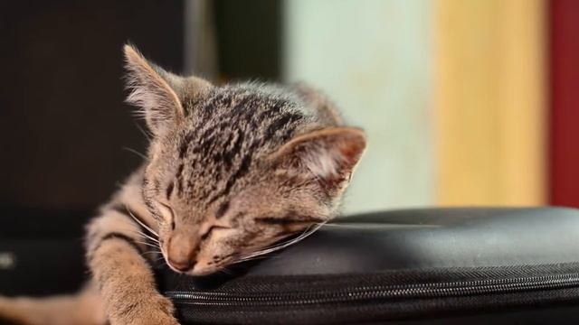 Кошки милые кошки и котята под приятную музыка