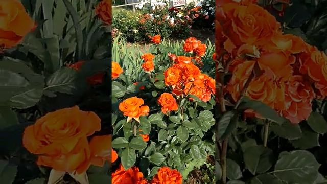 Цветение срезочной розы Эль Торо / rose El Toro (Florists Rose) / Rozi Mira #shorts смотреть онлайн