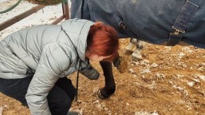 Работа на КОНЮШНЕ. День начинающего коновода.