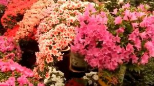 ЦВЕТОЧНЫЙ РЫНОК - КИТАЙ  [Chinese flower market]