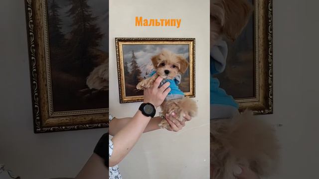 Мальтипу Ф1 мини  https://t.me/maltipulti #щенки  #мальтипу #щенок #каталог #мальтипумосква