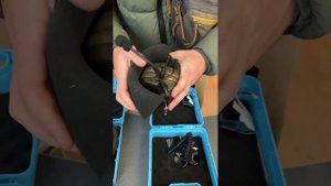 Активные наушники Z- tac Comtac c2/ C3 /liberator Il