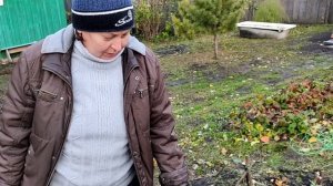 Розы в Сибири. Как укрыть на зиму.
