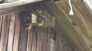 Горихвостки строят гнездо под крышей