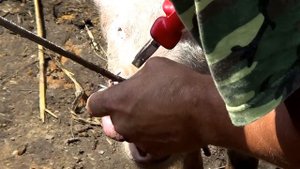 Чтоб свинья не рыла