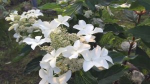 РОСКОШНАЯ ГОРТЕНЗИЯ МЭДЖИКАЛ СТАРЛАЙТ. ЭТА красавица,  должна быть в каждом саду!Описание сорта.